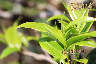 潤(rùn)元昌801精品老茶頭磚上市